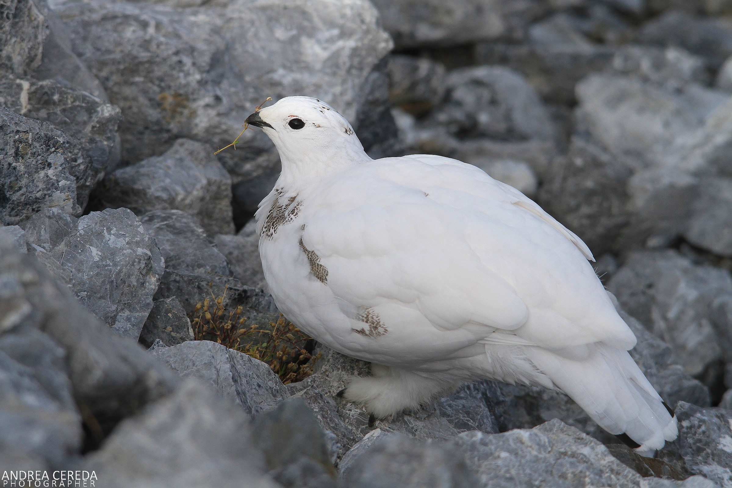 Lag lagopus ssp Helvetica-White Partridge