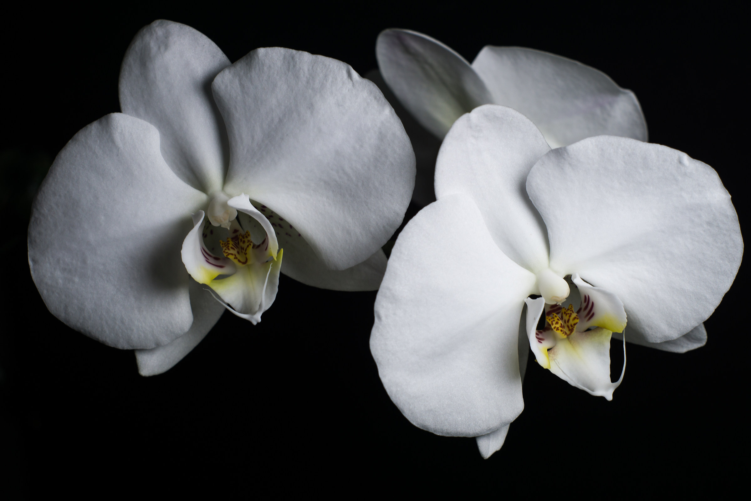 Phalaenopsis