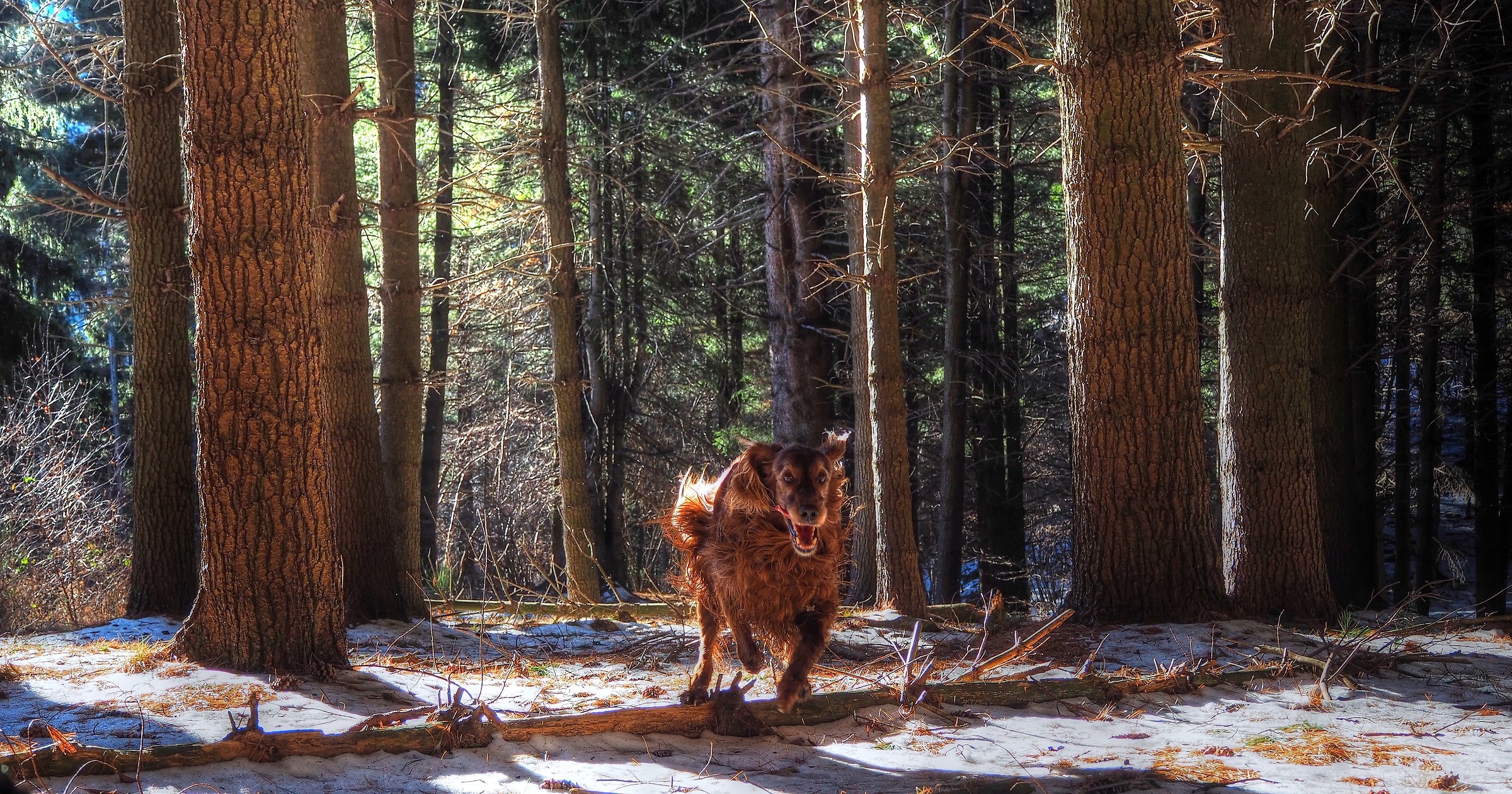 Little red riding hood