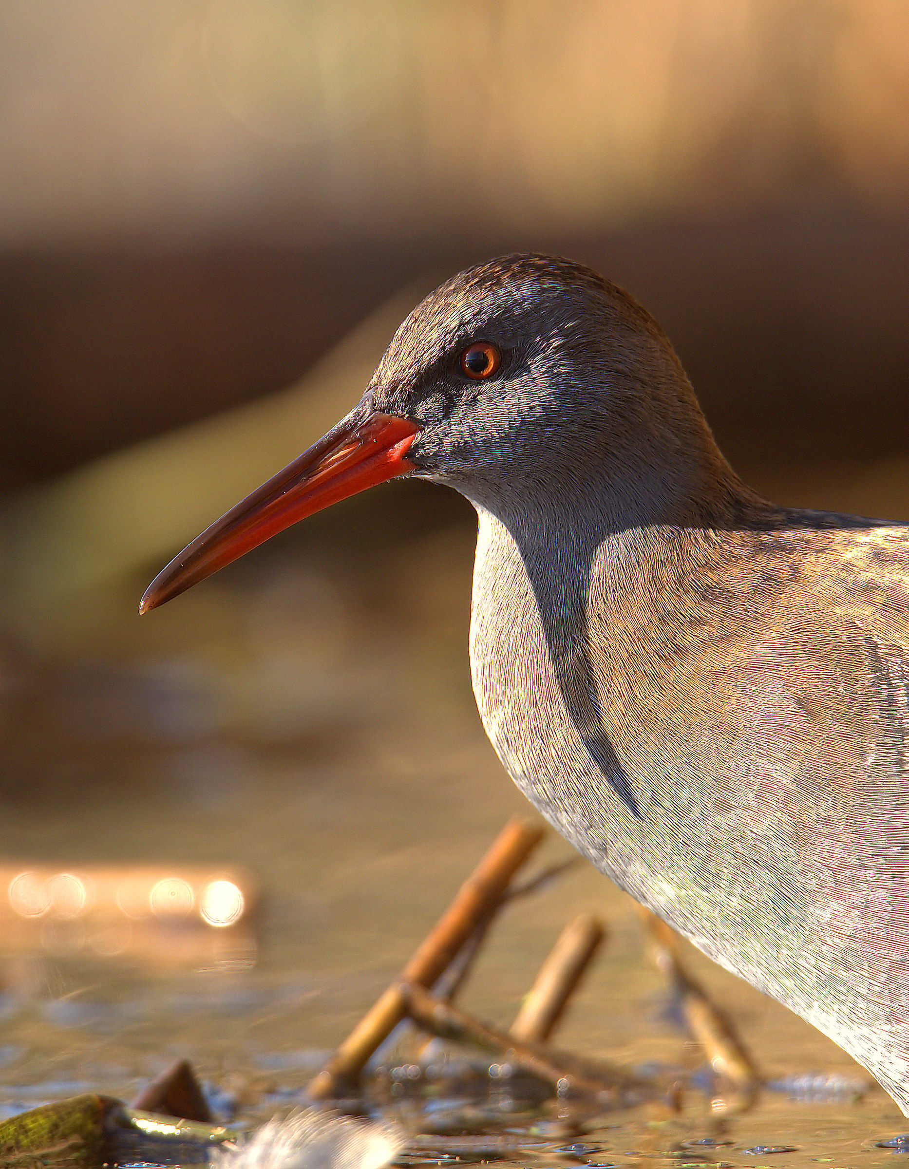 Water Rail