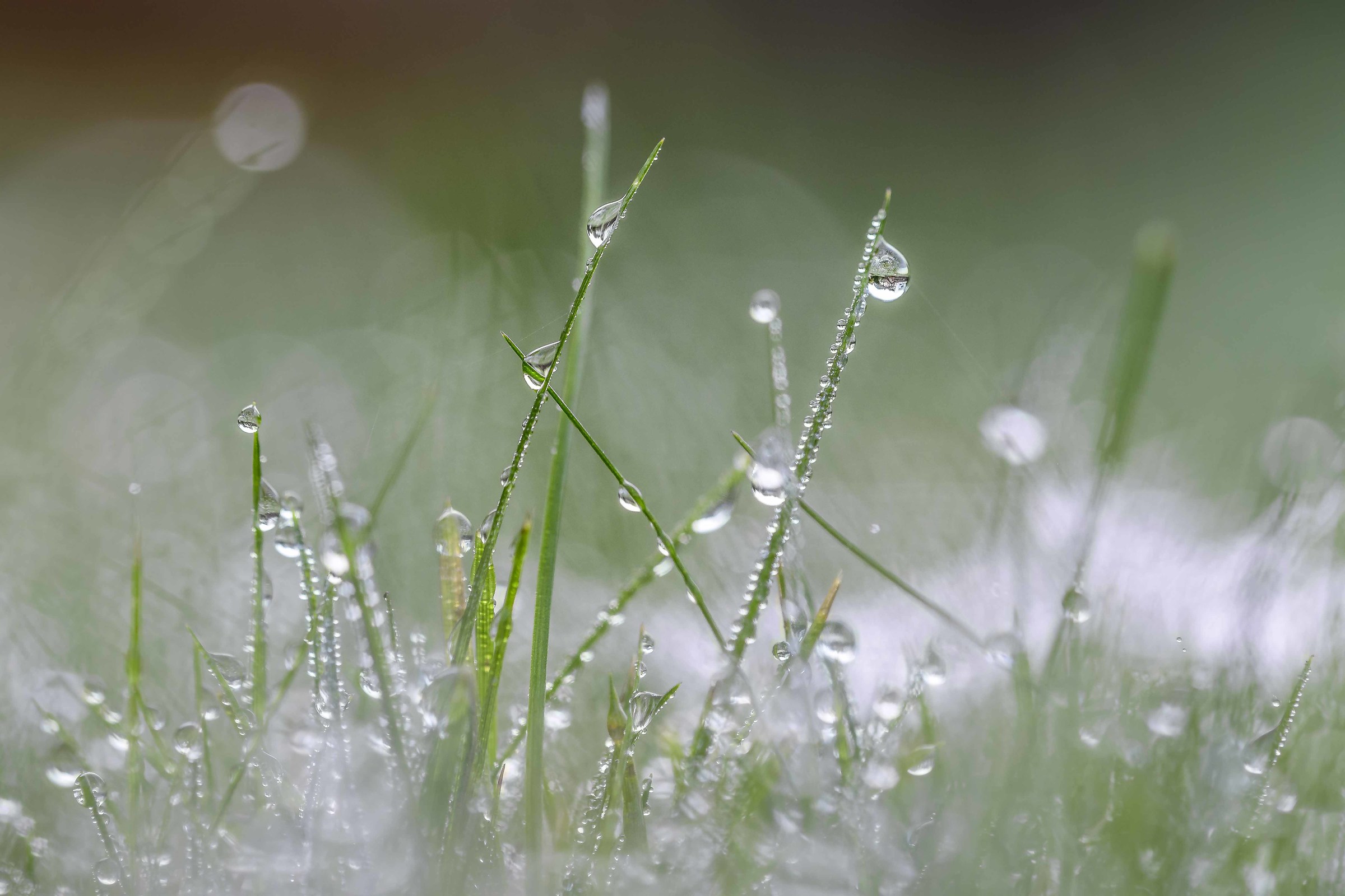 Dewdrops