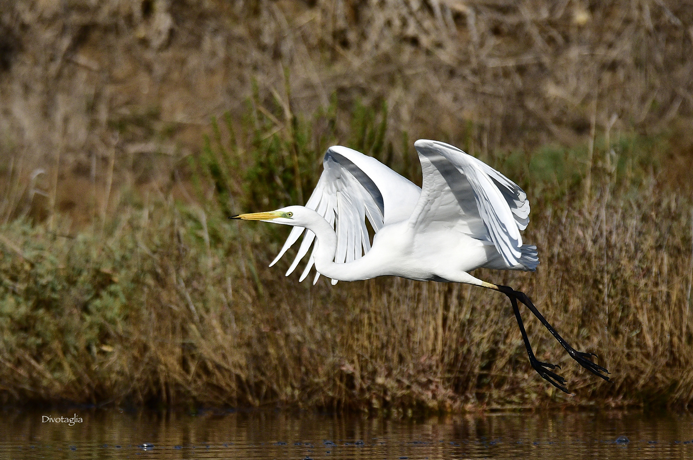 Greater White Heron