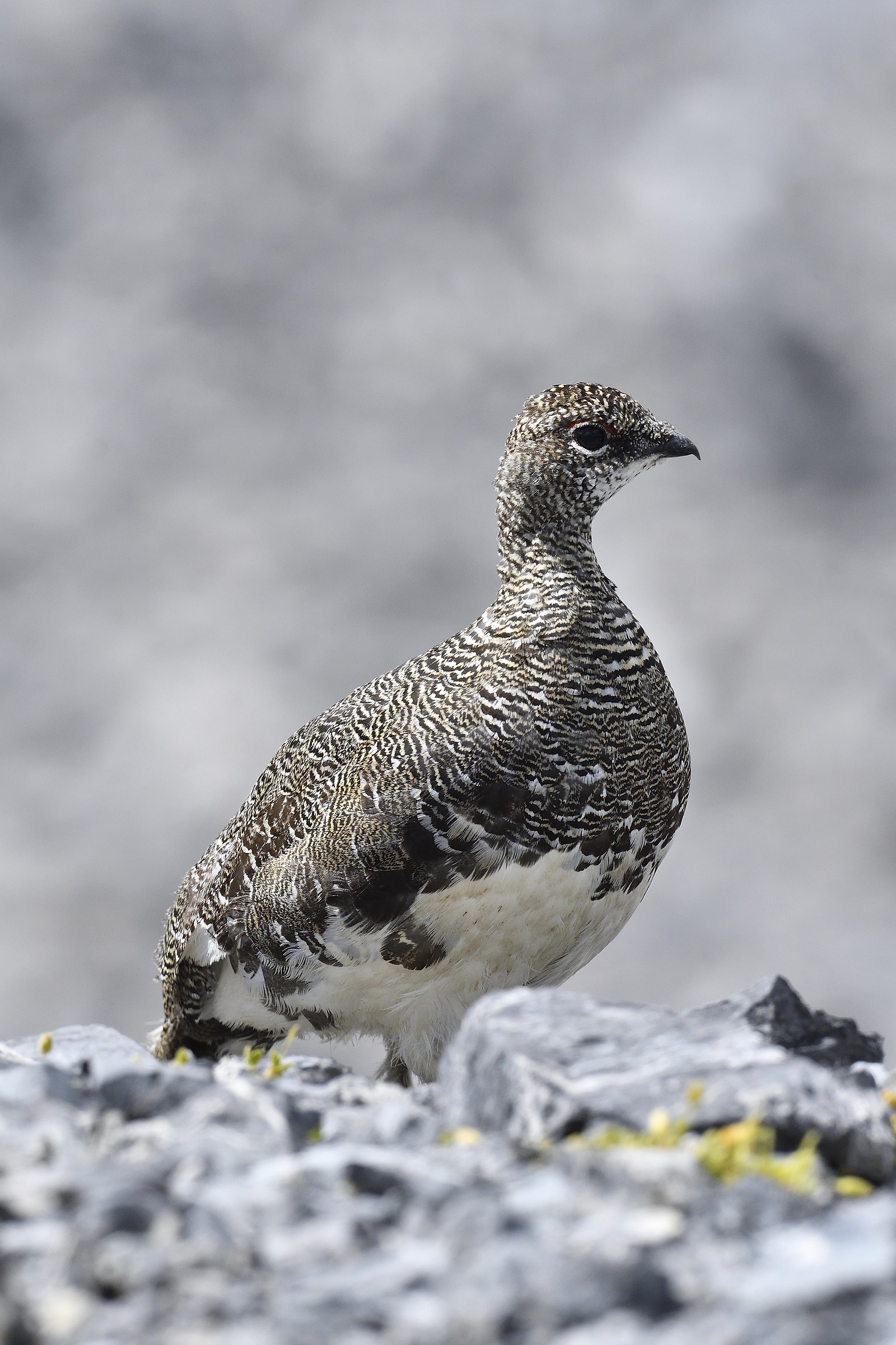 Pernice bianca in manto estivo