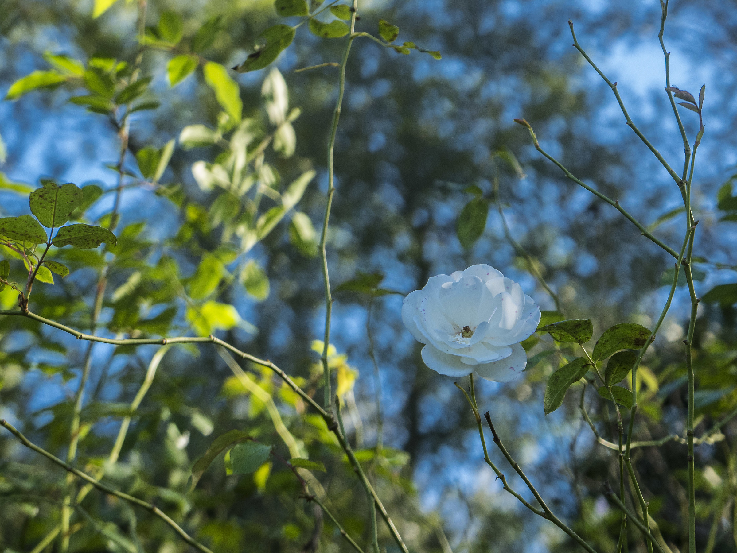 Un fiore al tramonto
