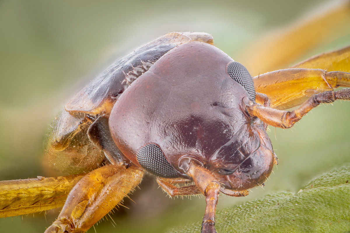 Forficula  Auricularia