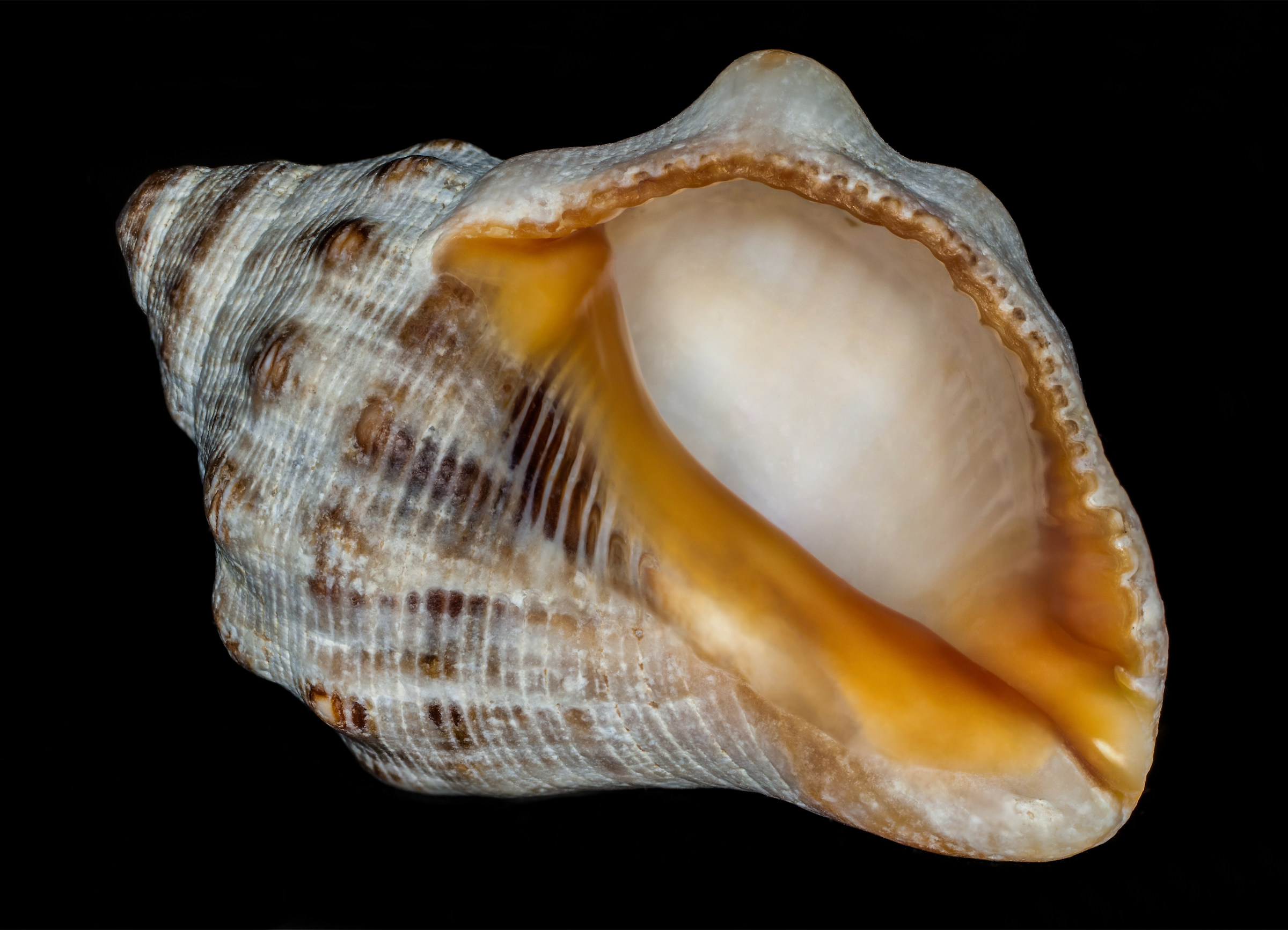 Shell 1