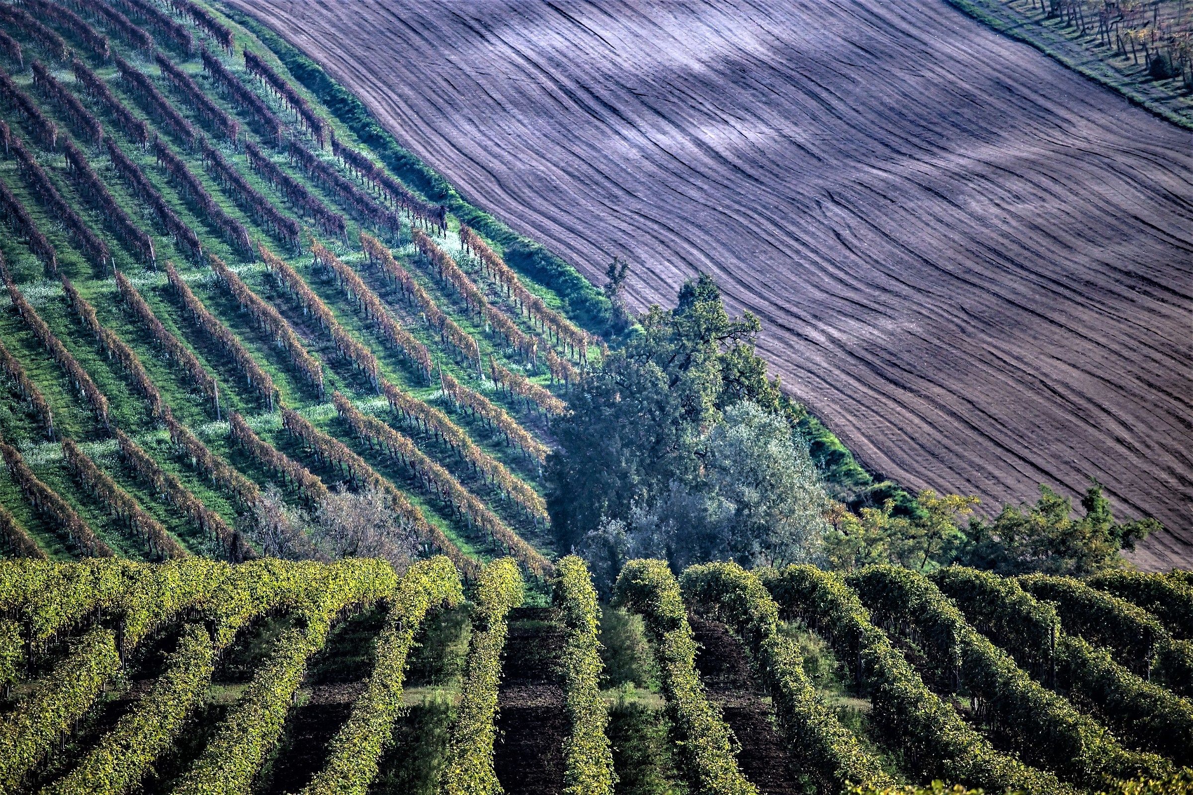 Autumn Vineyards