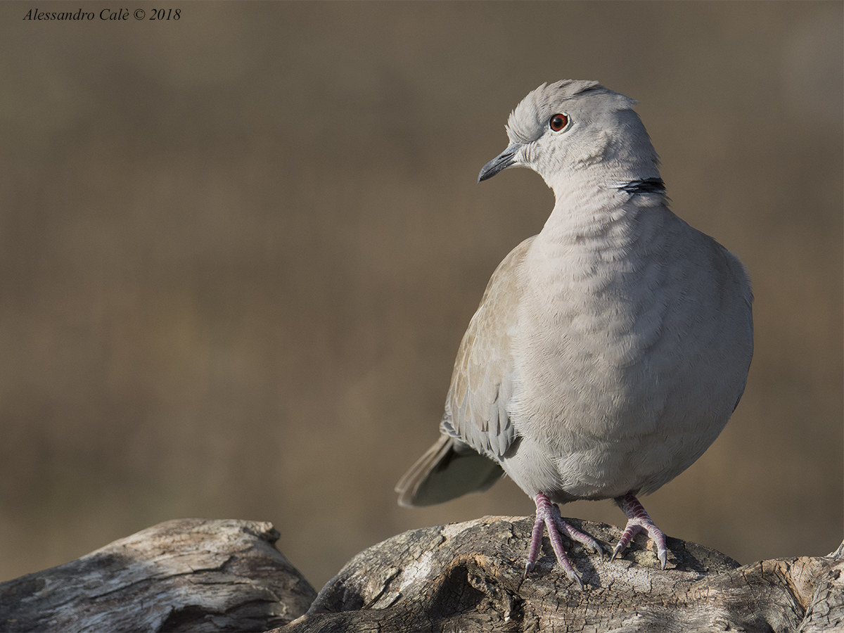 Streptopelia dectaocto (Tortora dal collare) 2552