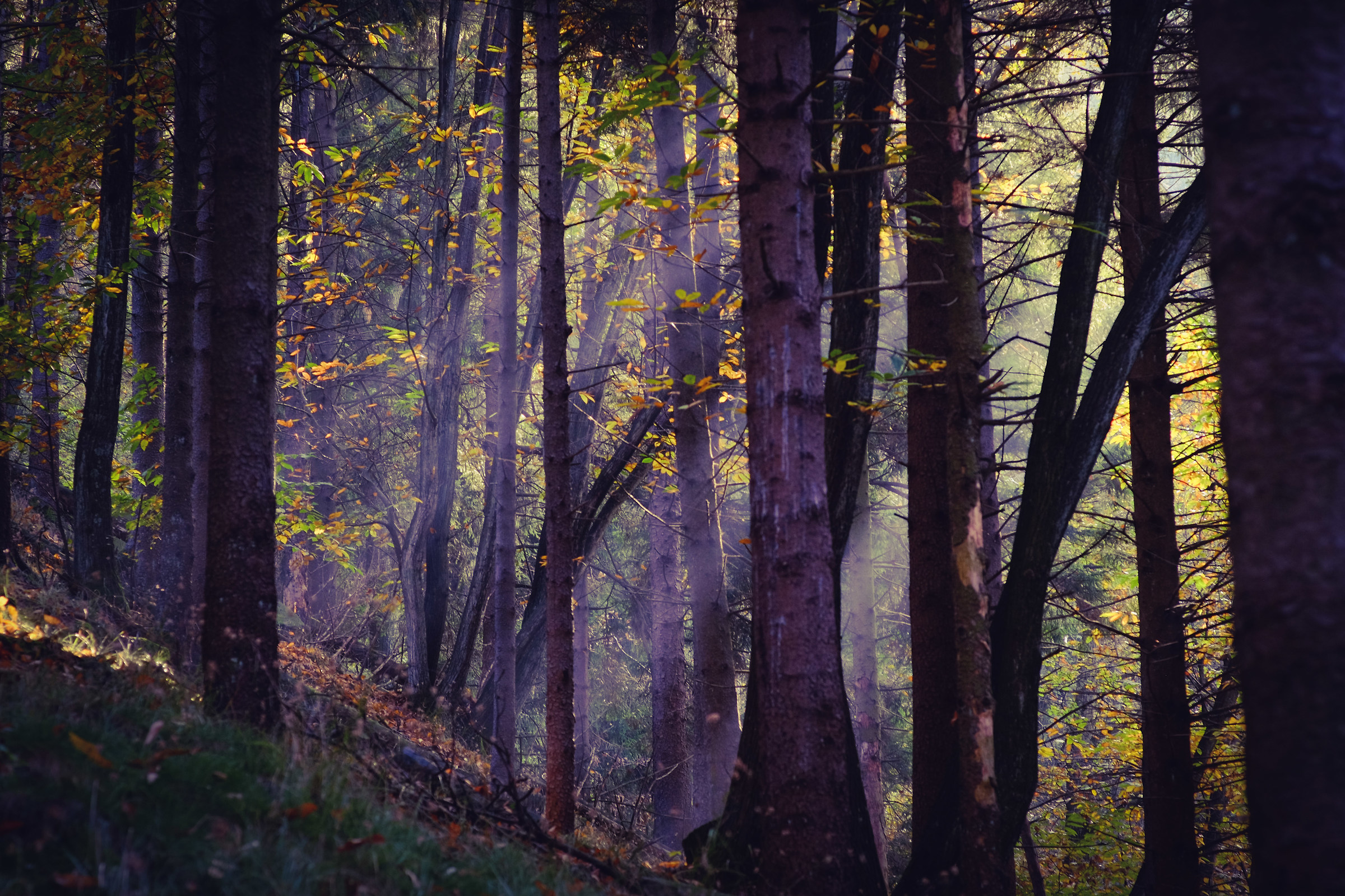 Silence in the Woods