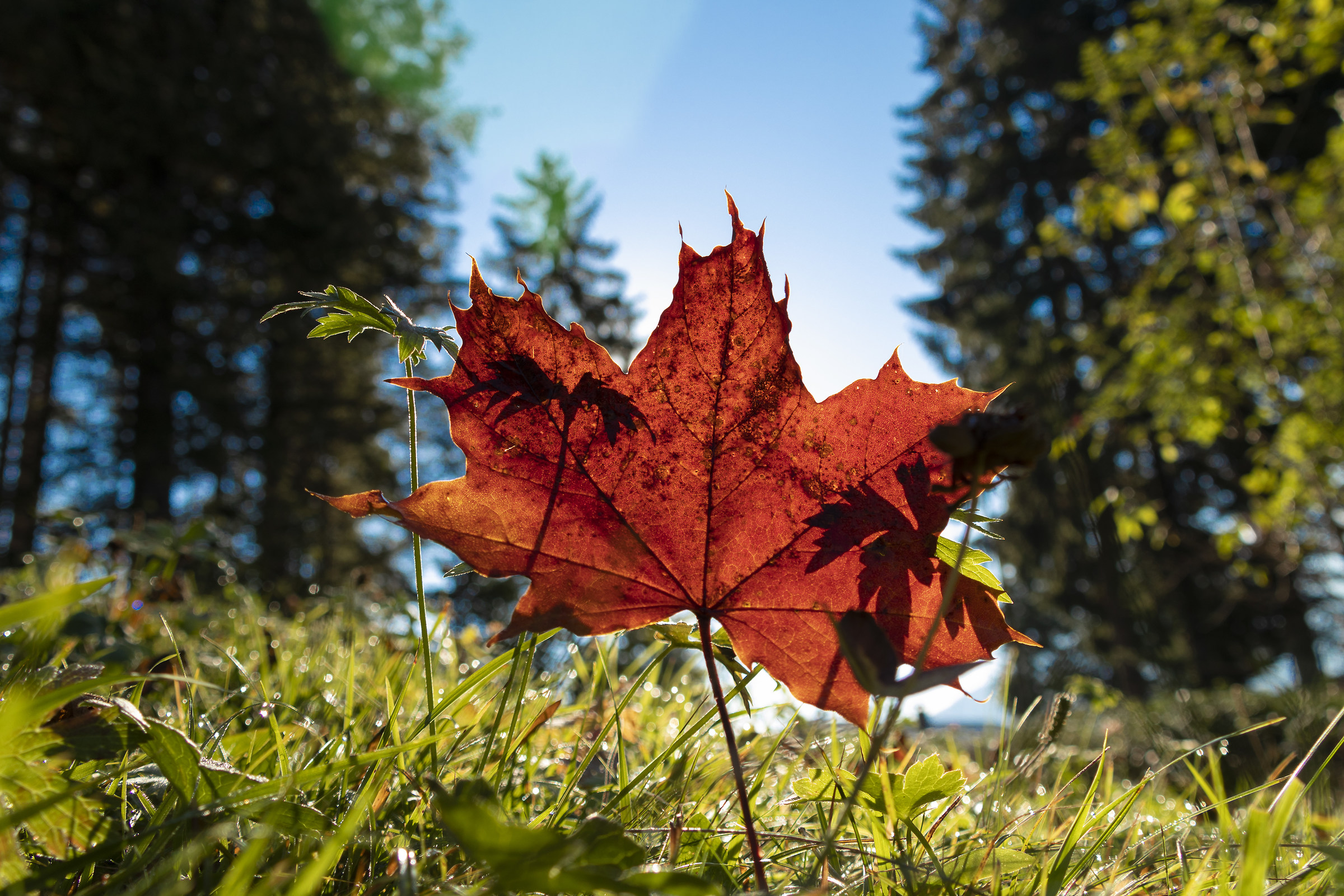 Ombre cinesi autunnali