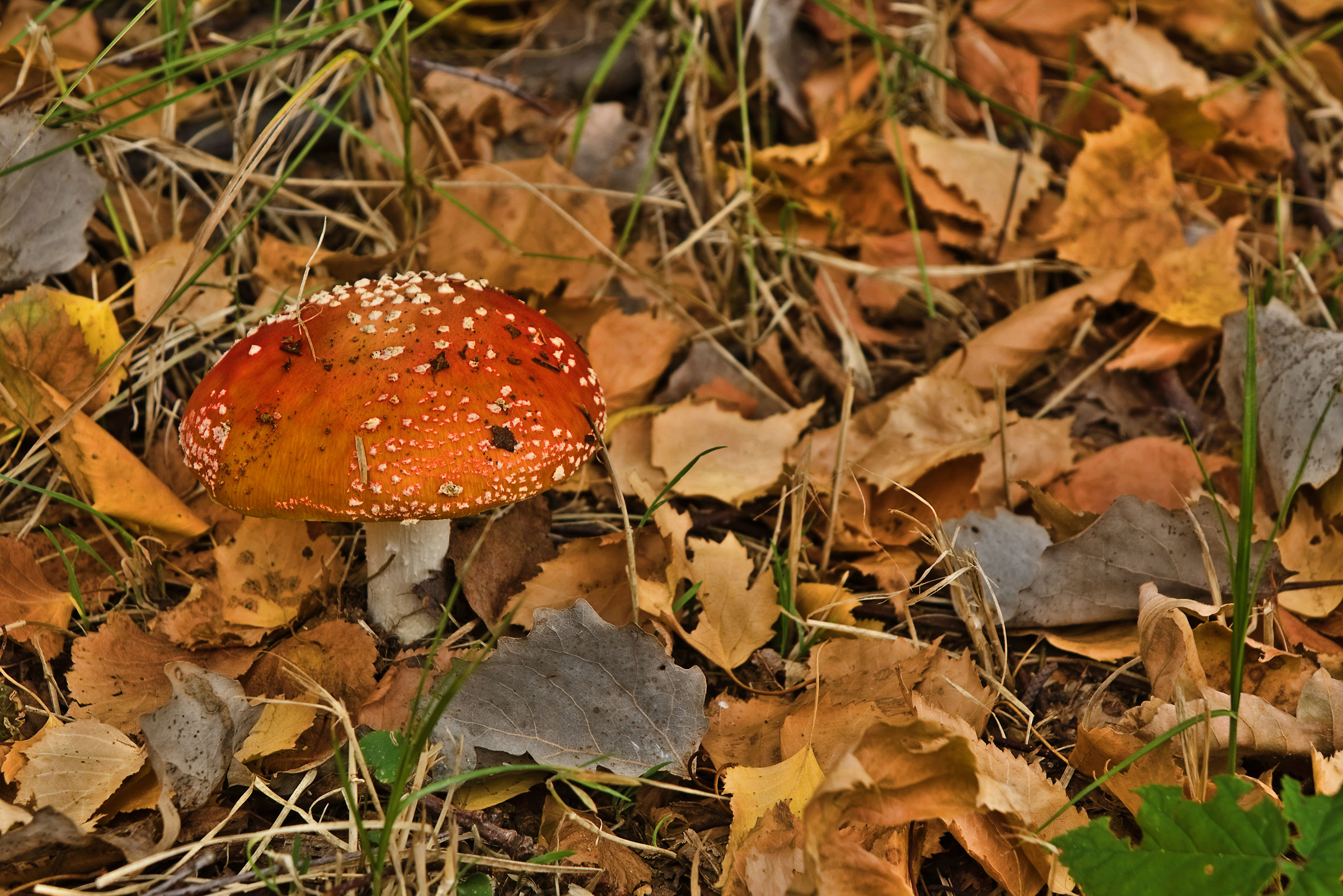 Amanita Muscaria