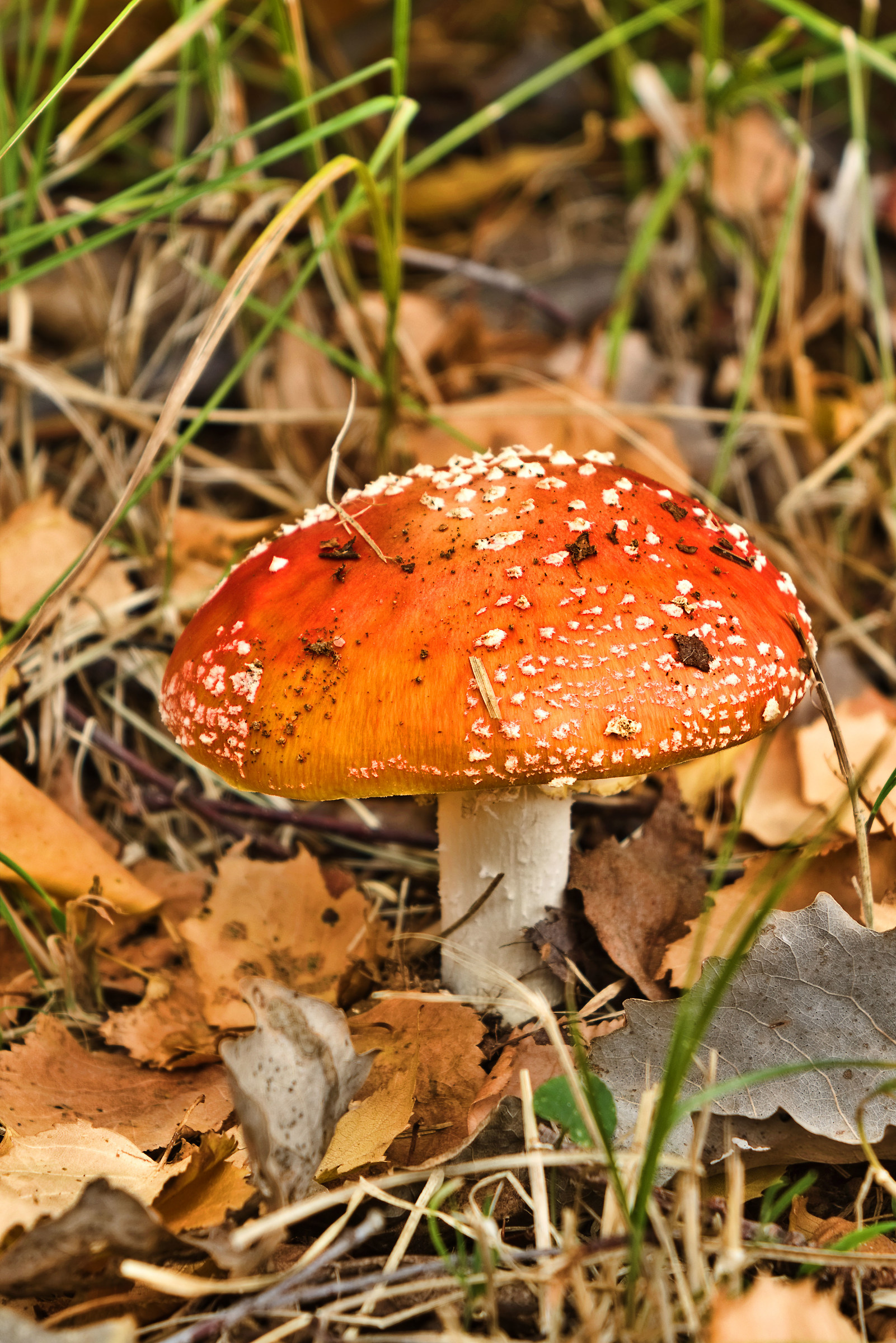 Amanita muscaria
