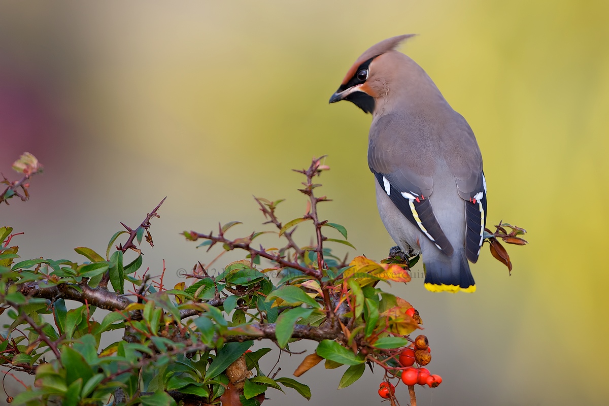Waxwing Colorful