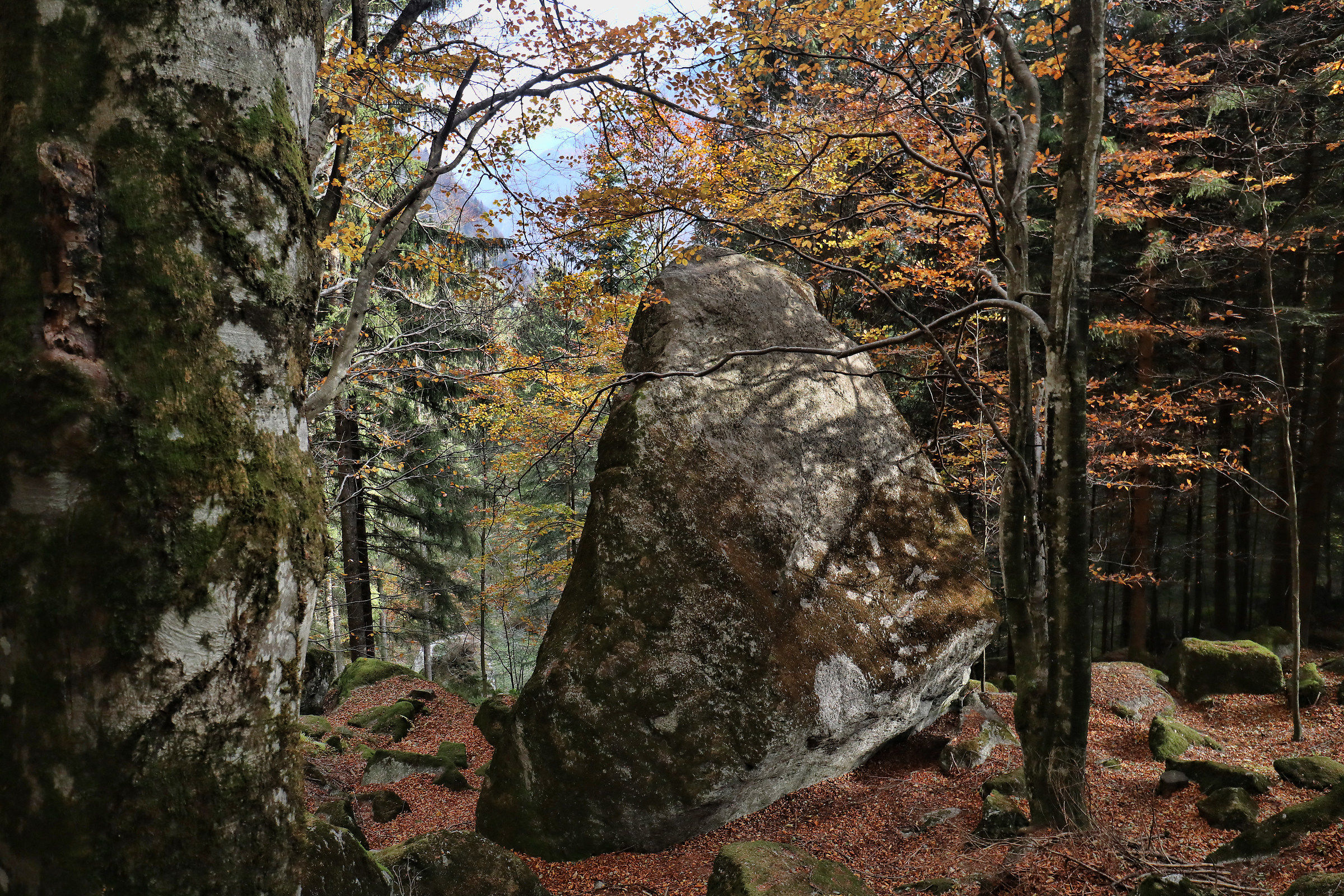 Stones and beech trees