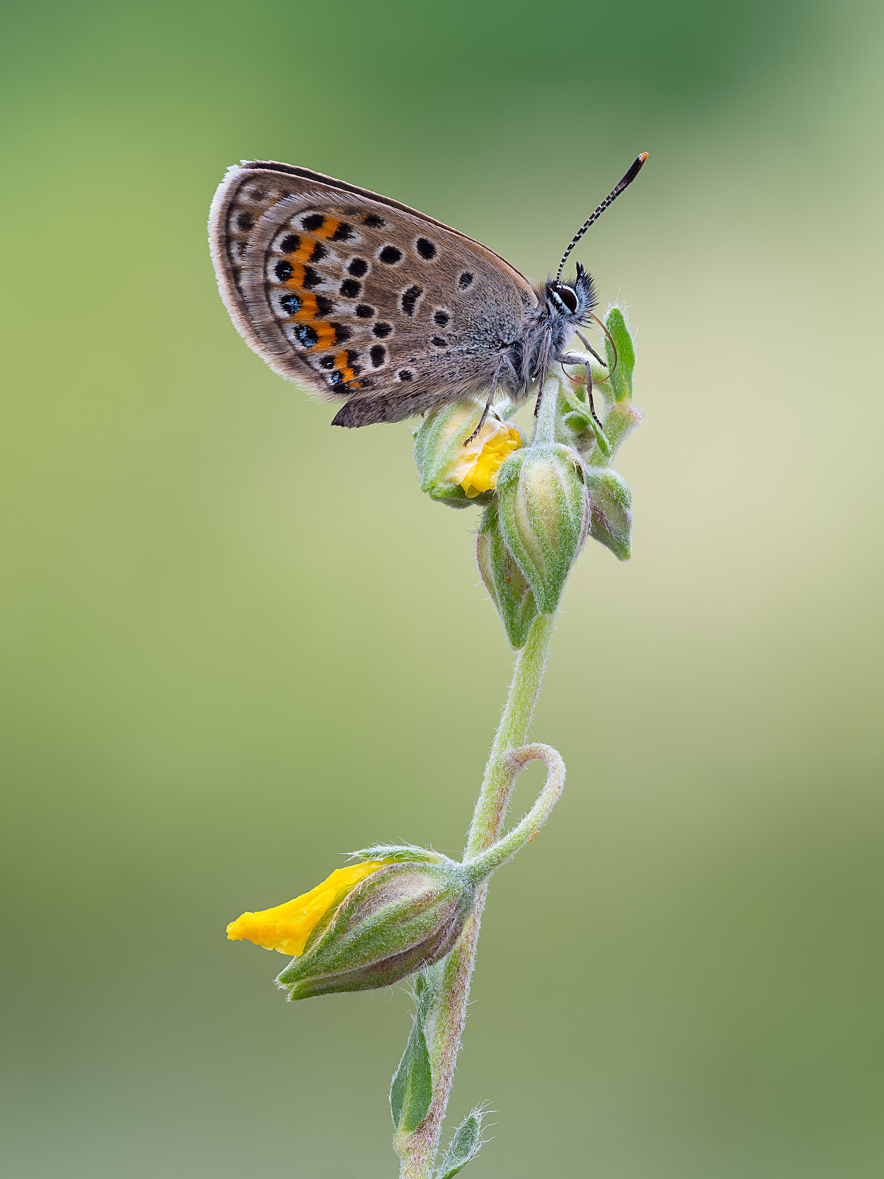Plebejus