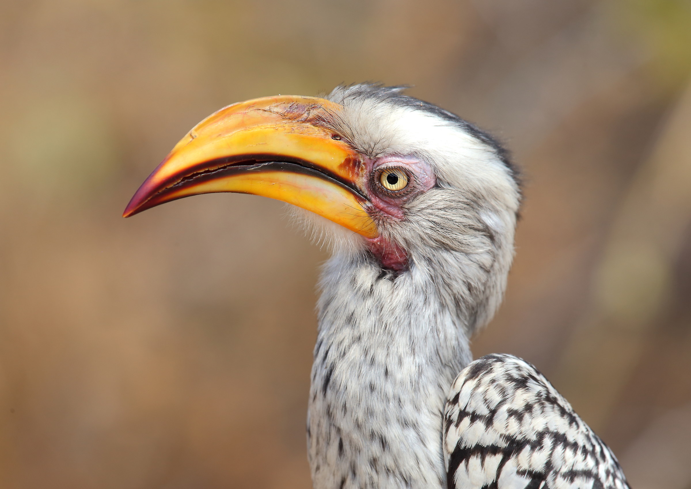 bucero beccogiallo, kruger NP ,colline di Olifant