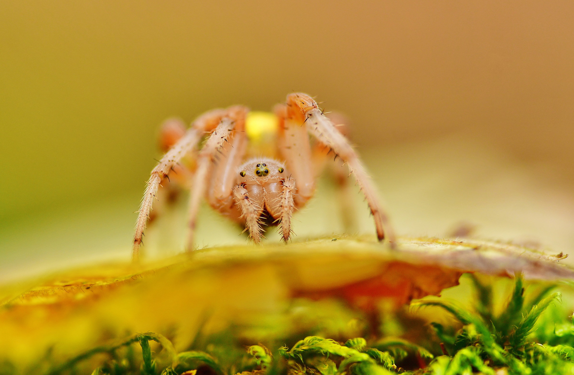 Araneus marmoreus