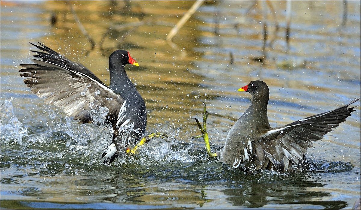 dai litighiamo un pò