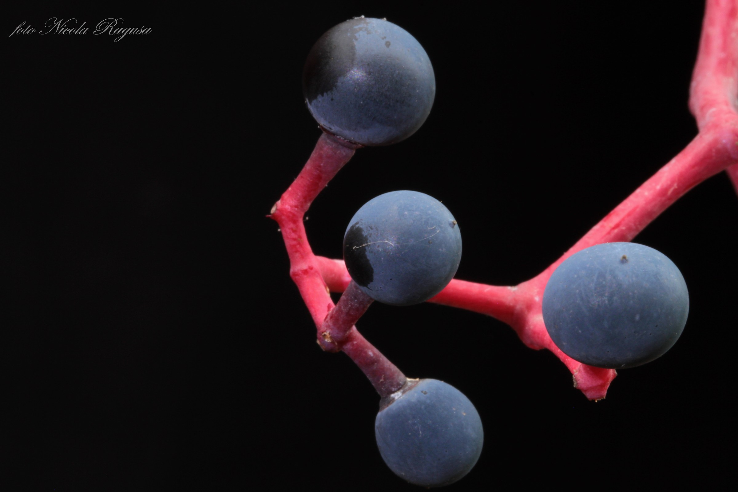 American Vine berries
