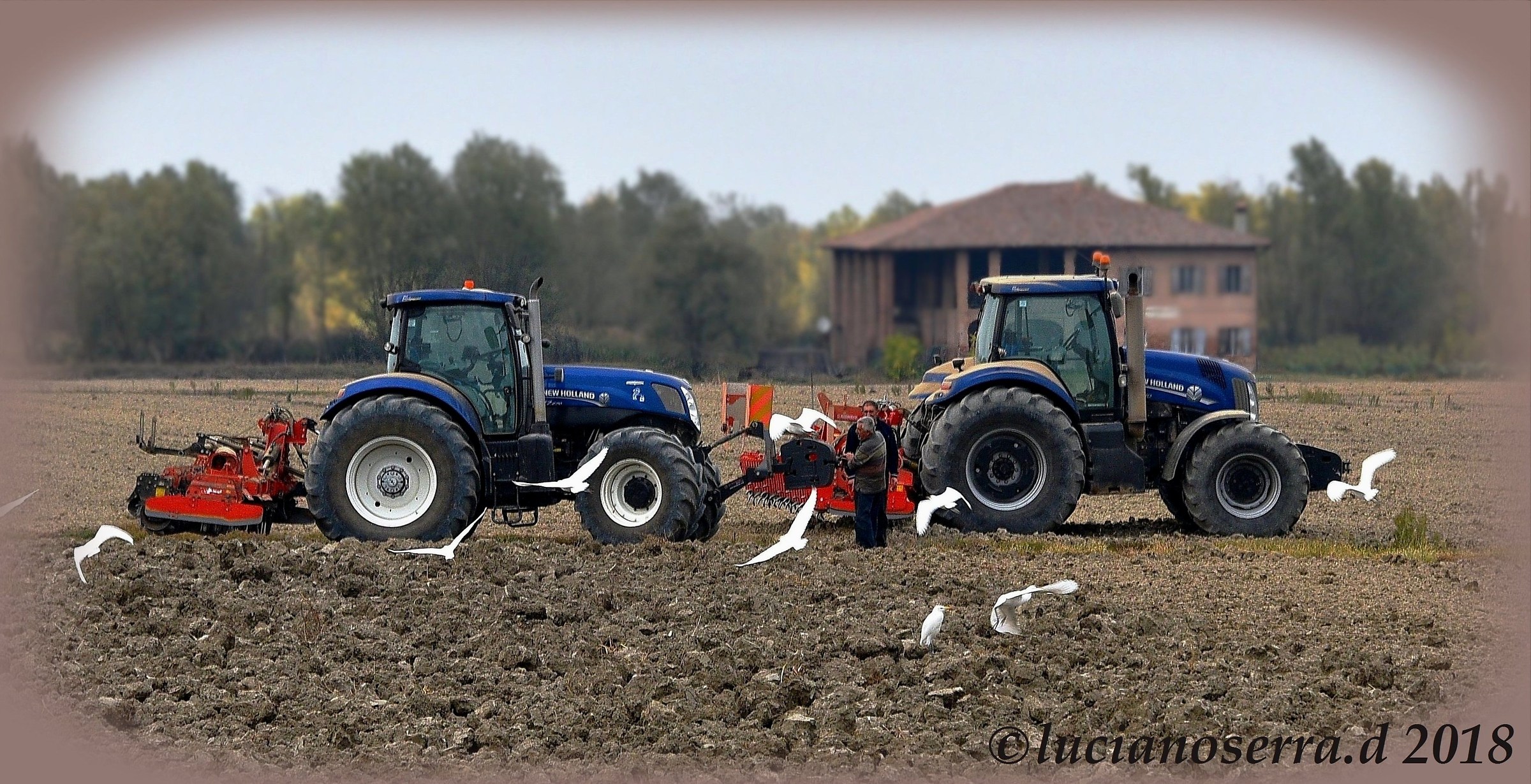 Cattle herons.. Eager to have lunch...