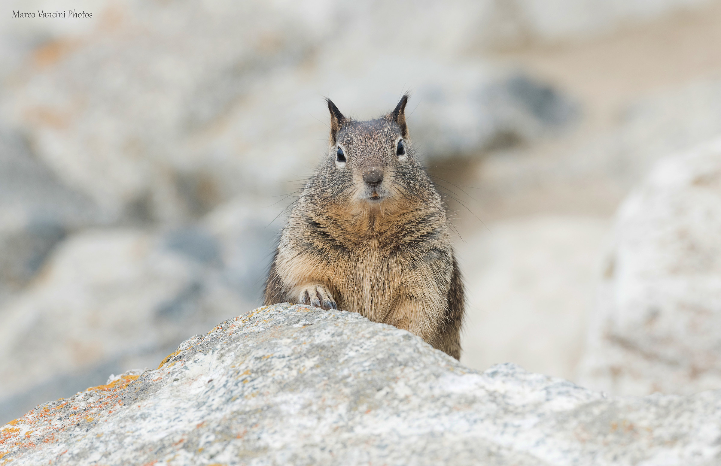 The Marmot of Monterey
