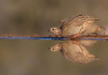 Francolinus sephaena
