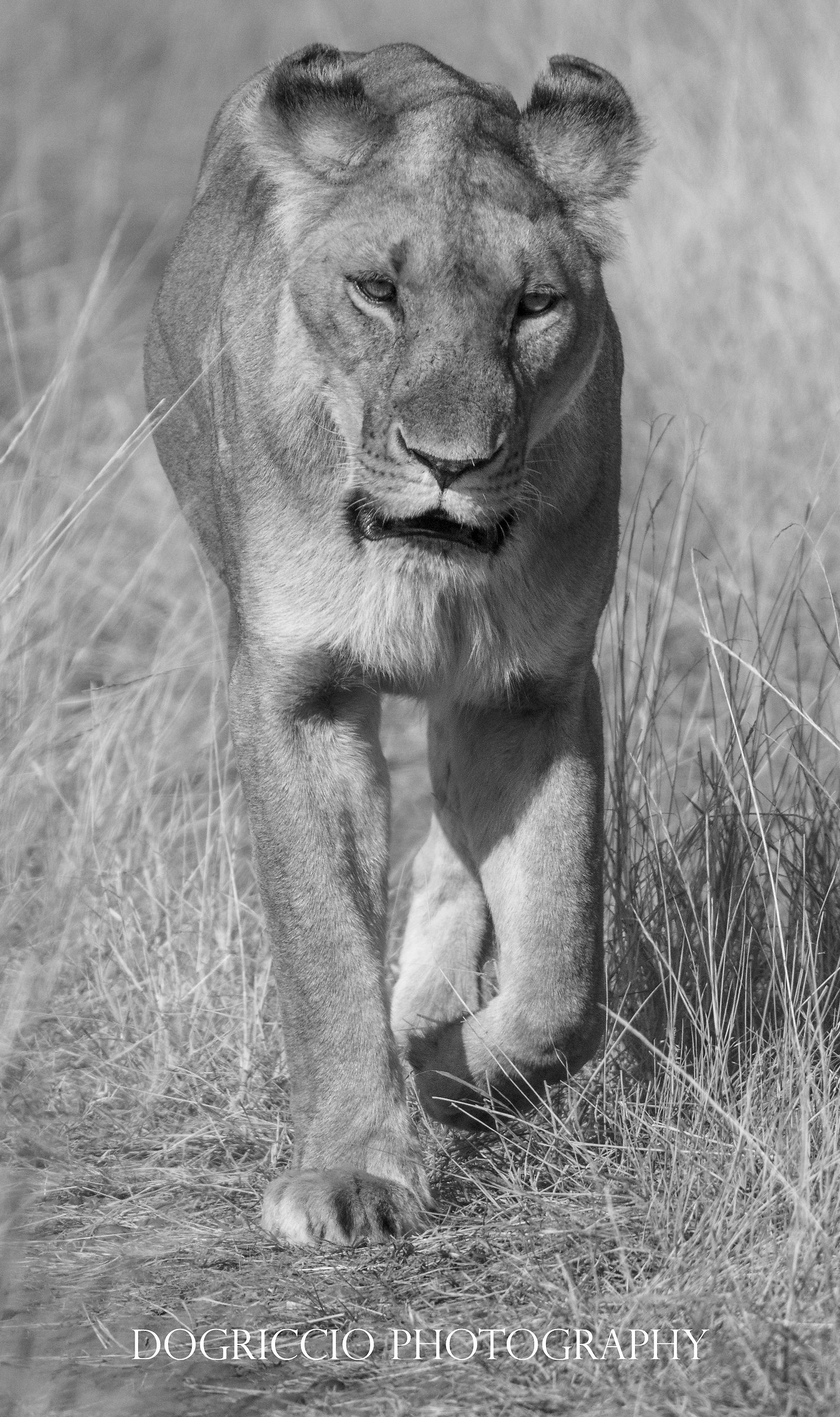 Lioness on the move
