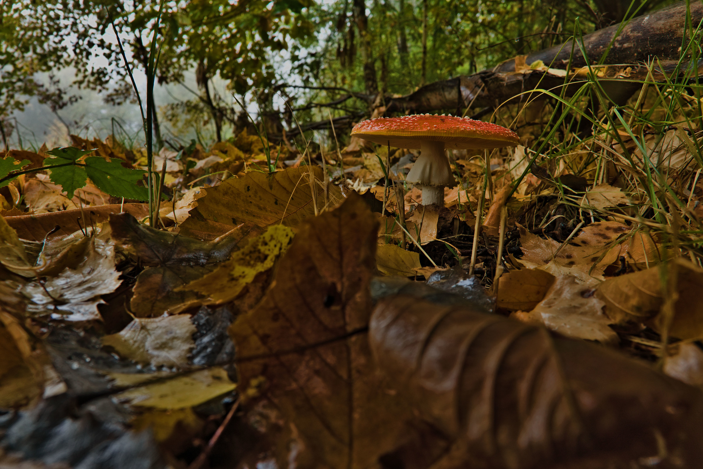 Amanita Muscaria  ambientata