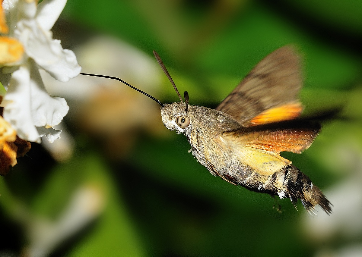 macroglossum
