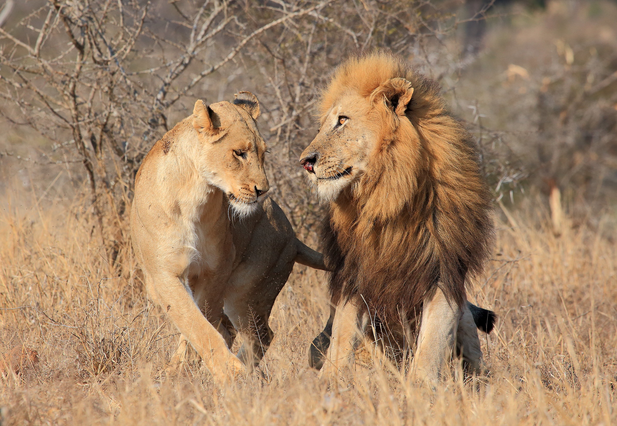 leoni in amore, Kruger NP, pianure di Satara