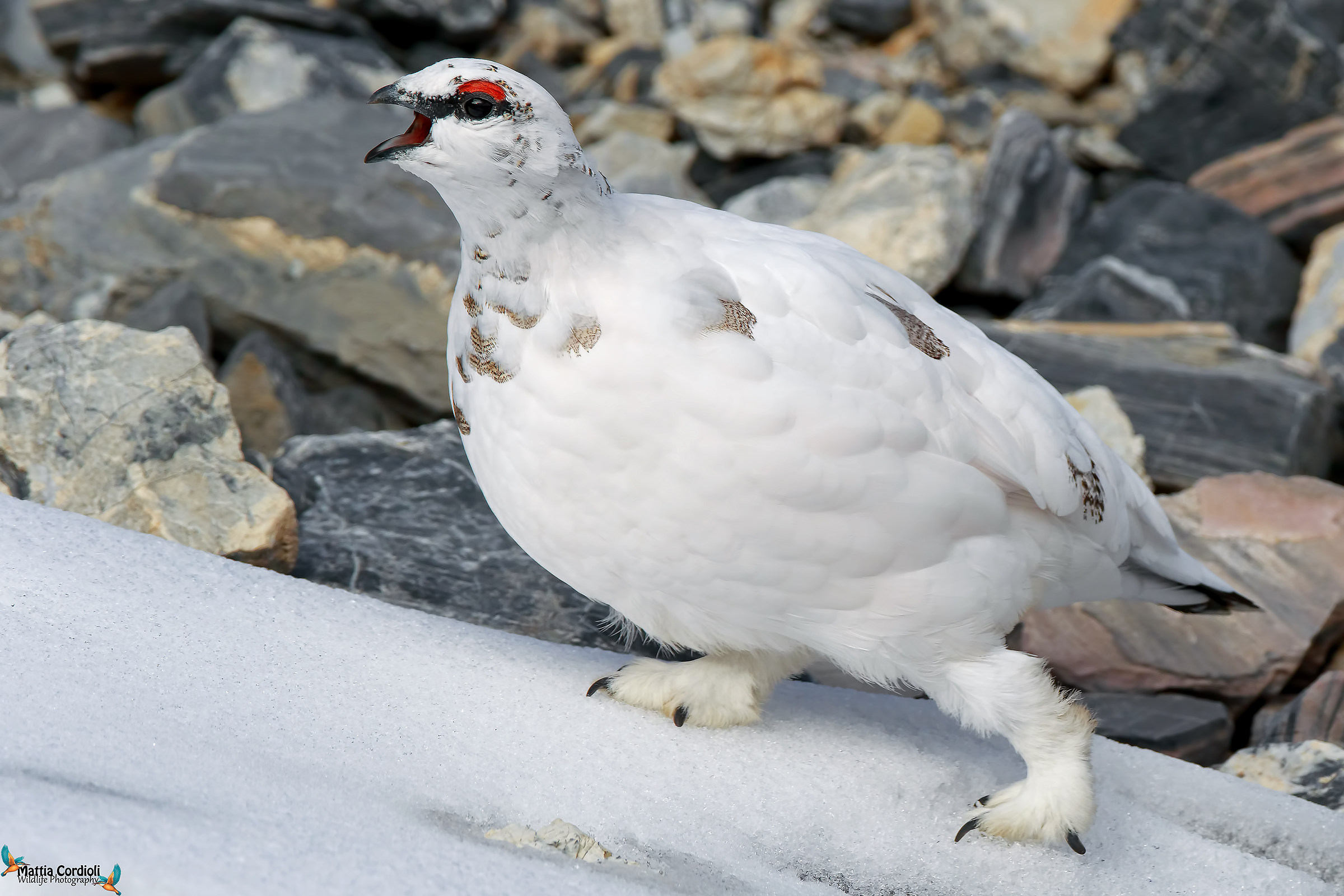 The song of The Partridge
