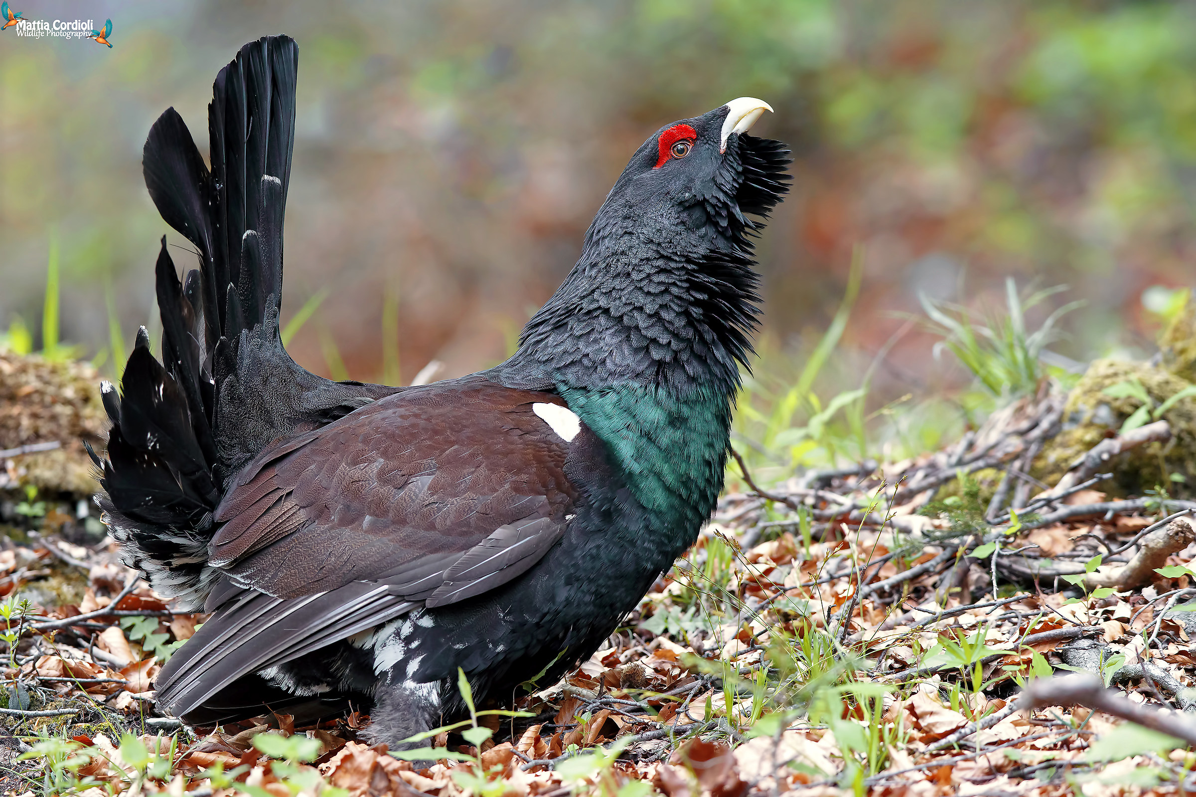 The capercaillie and the colors of the forest