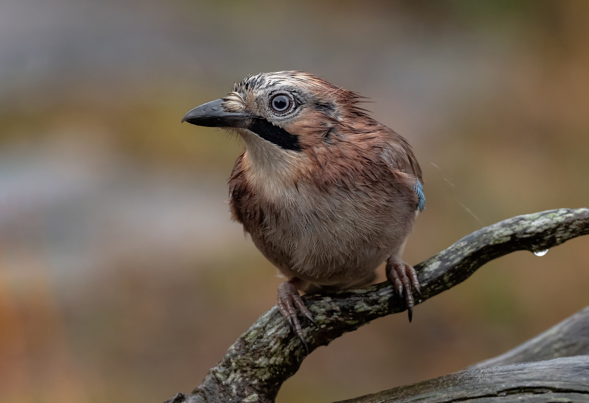 Ghiandaia bagnata Ghiandaia fortunata