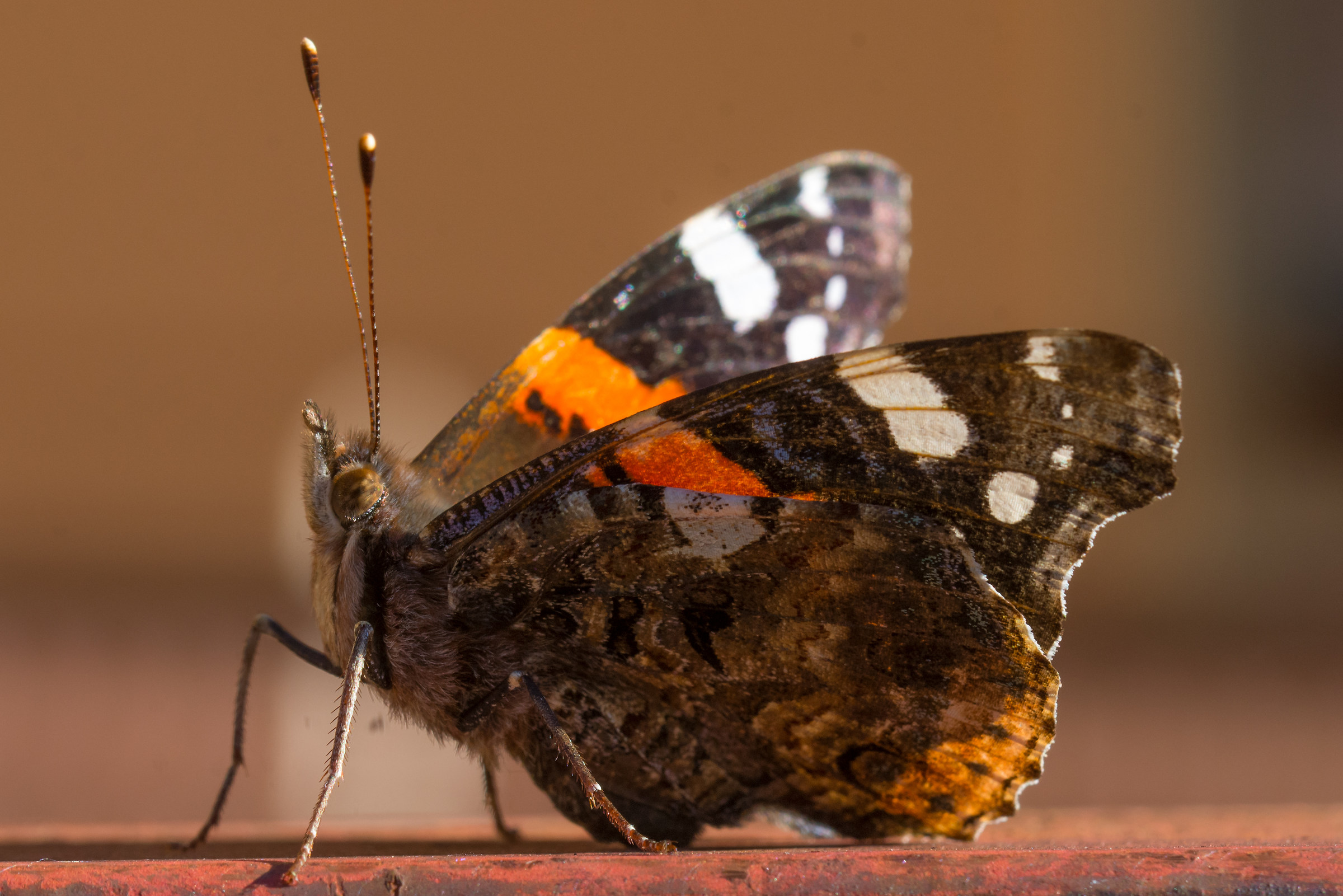 Vanessa Atalanta