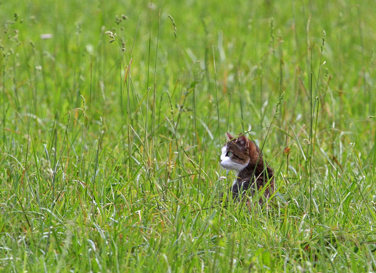 Cacciatore...in guardia...
