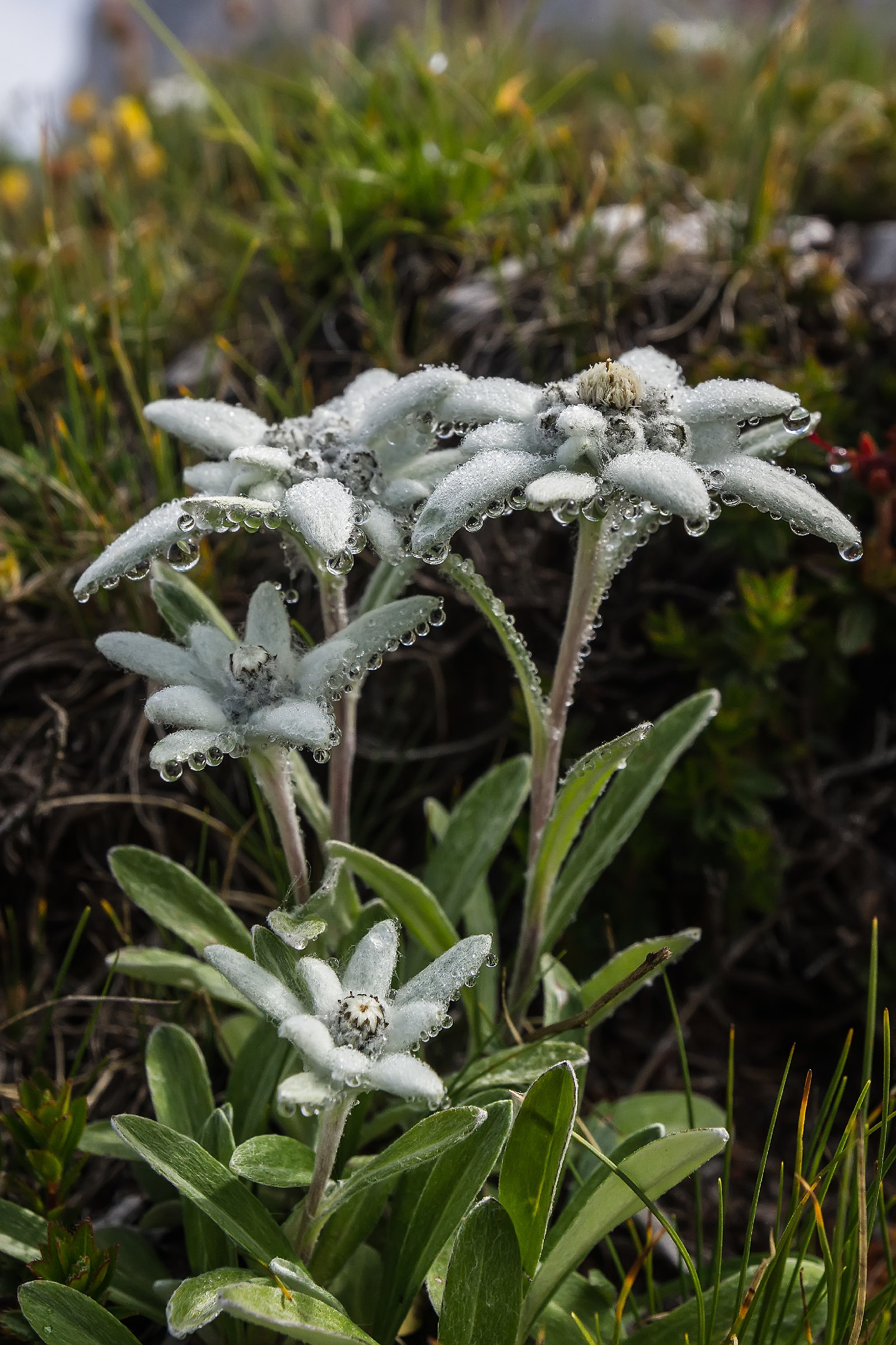 Alpine Stars and Dew drops