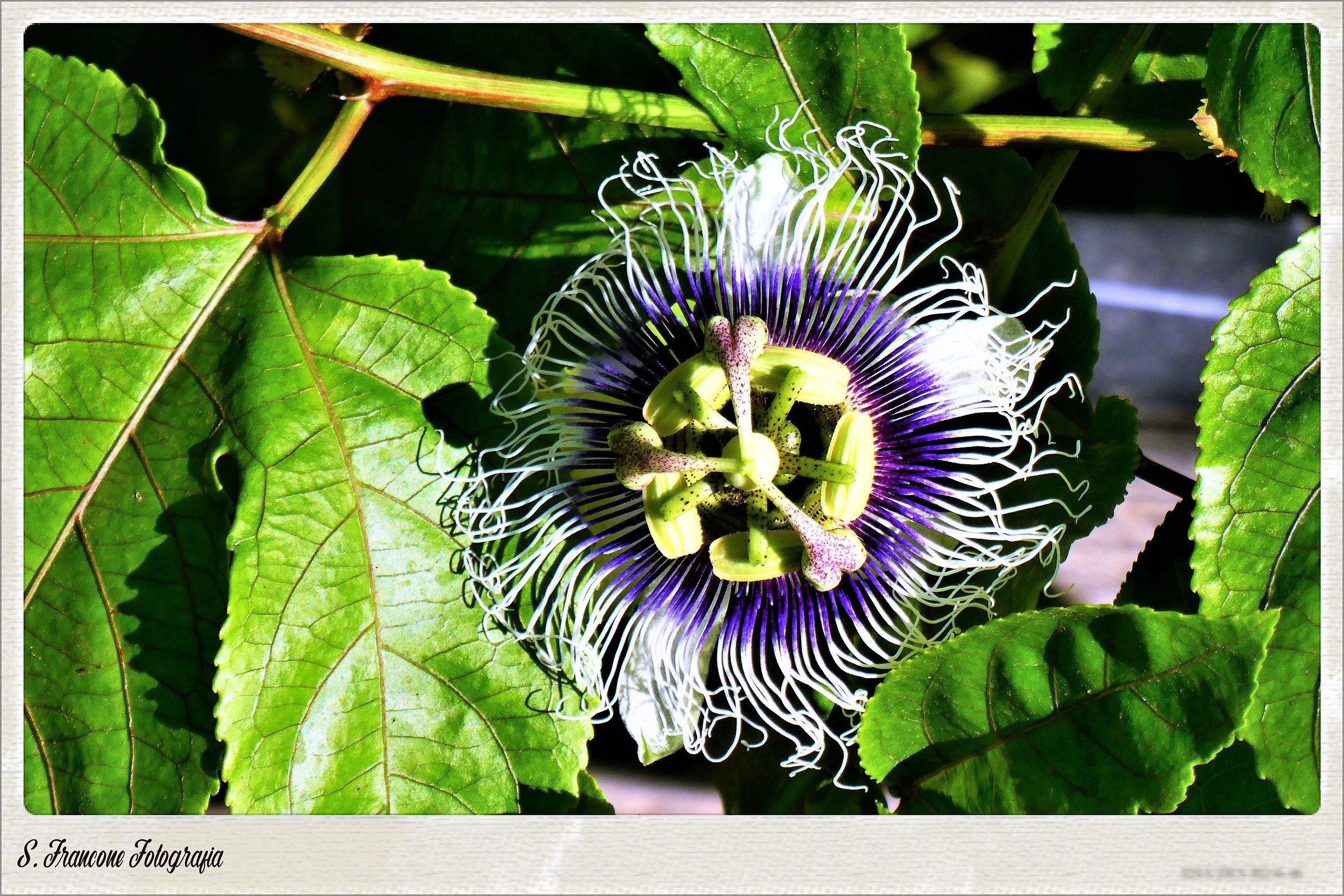 Il fiore della passione