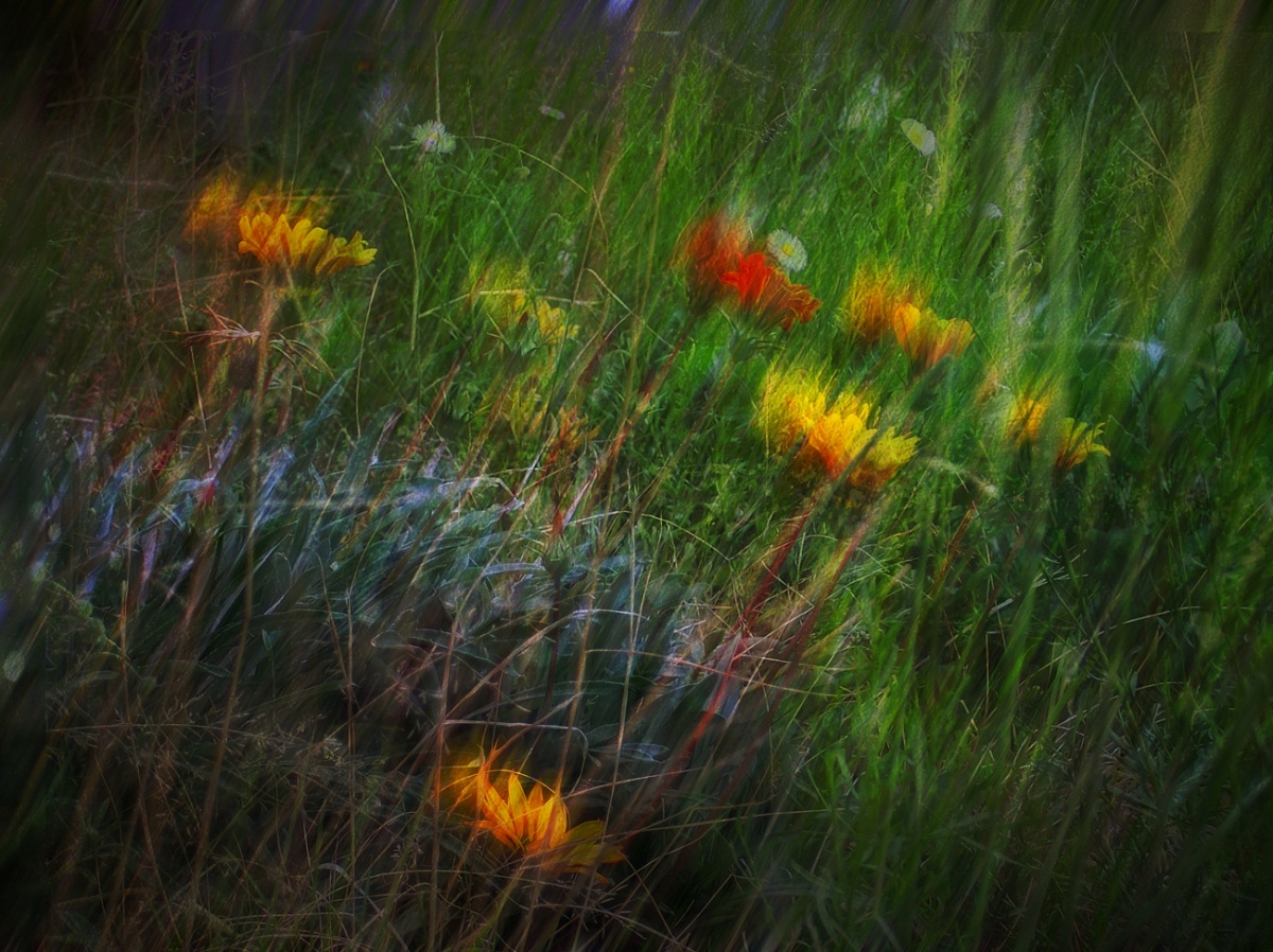 Field Flowers