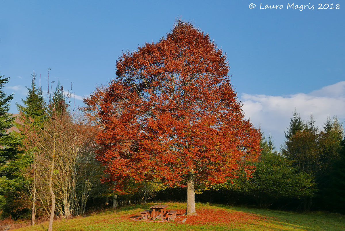Colori del Cansiglio