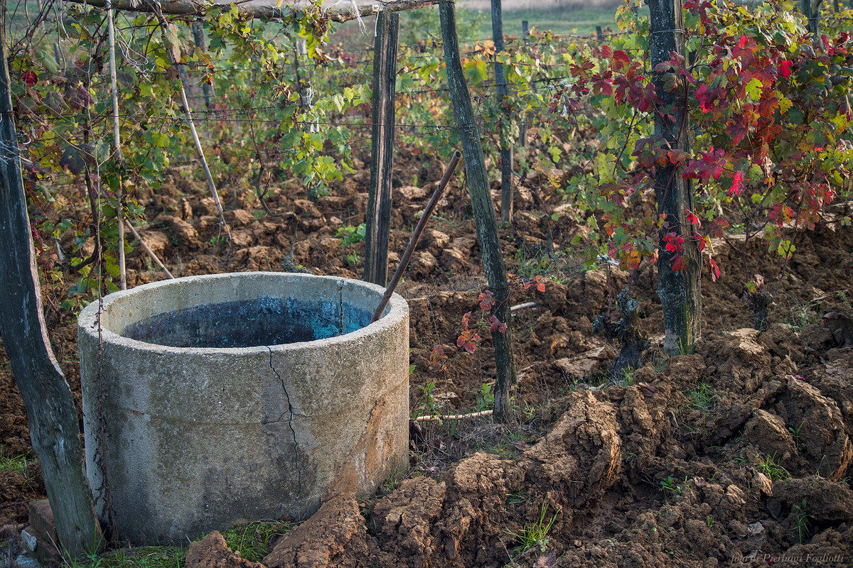 In the vineyards, autumn colors