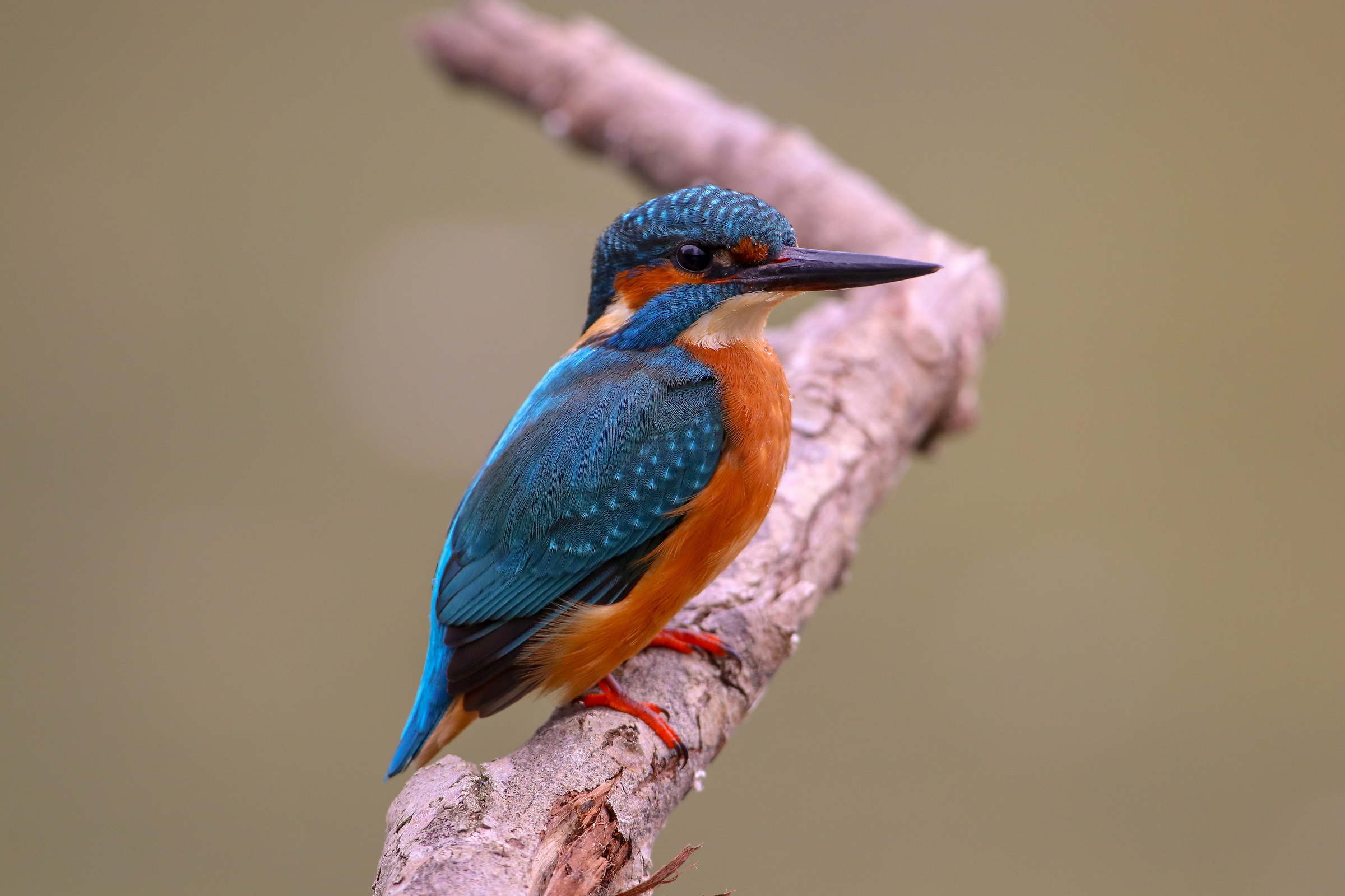 Martin Alla Madonnina