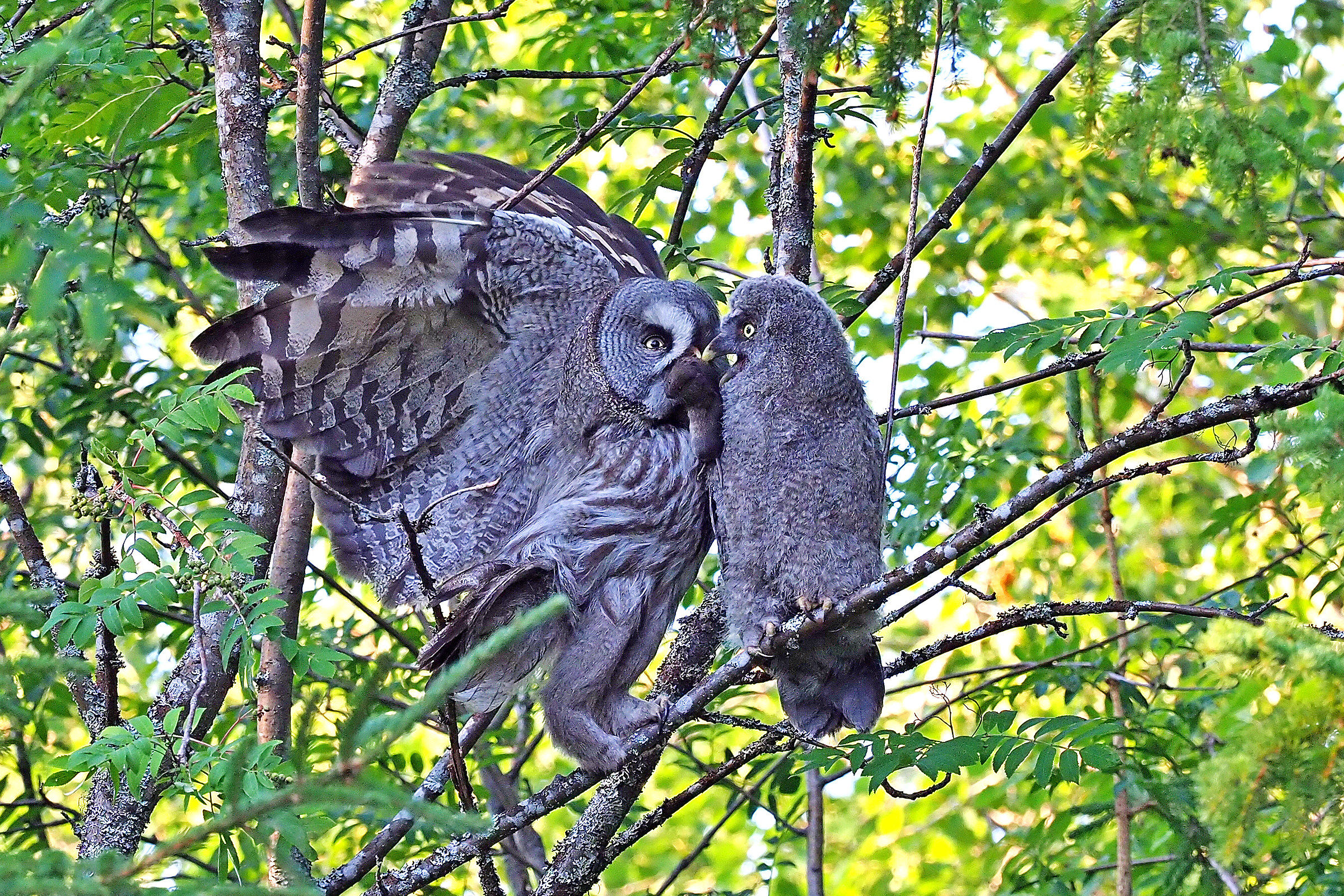 Lapland Allocco male with small