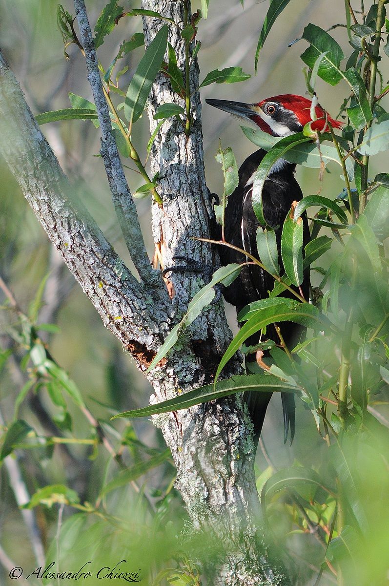 Pileated Woodpecker
