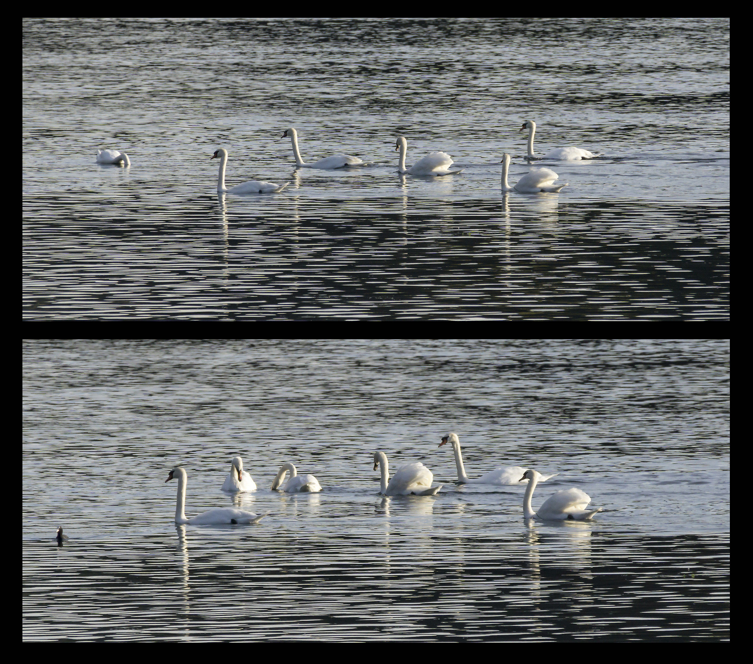 Six Swans