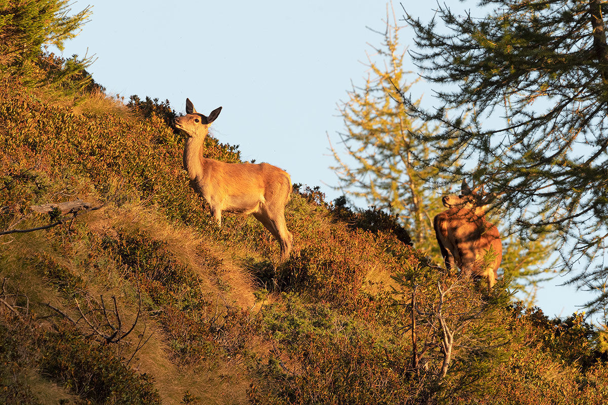 Young Man of the Year
