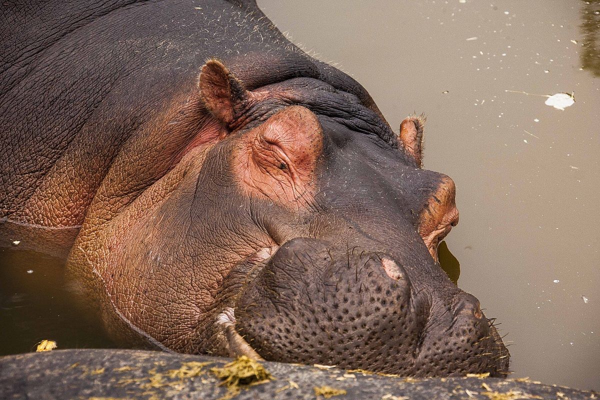 Hippo