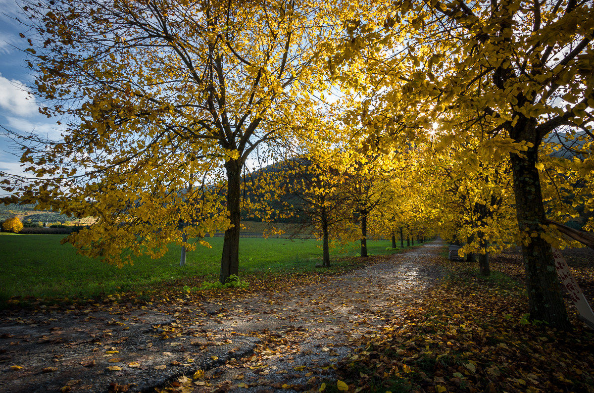 Quando l'autunno si tingeva di giallo ...