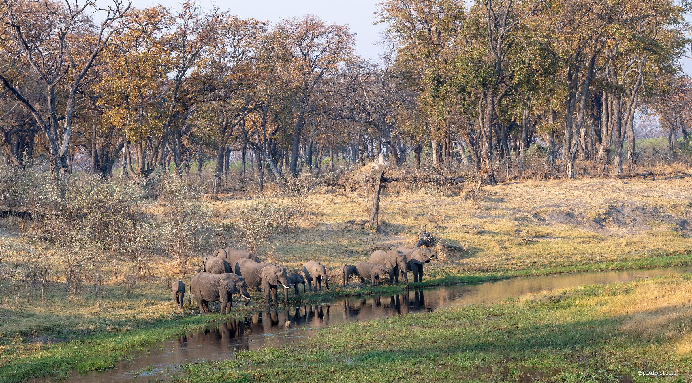 Elephants at the watering