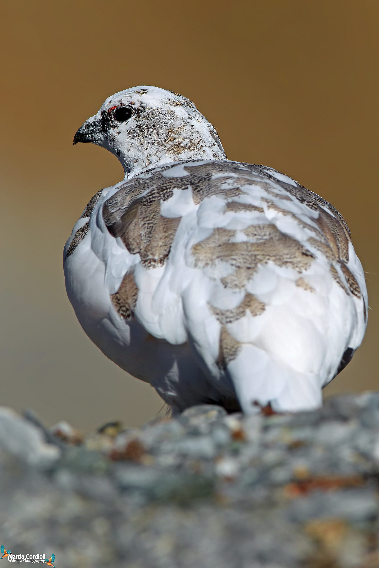 Partridge almost White