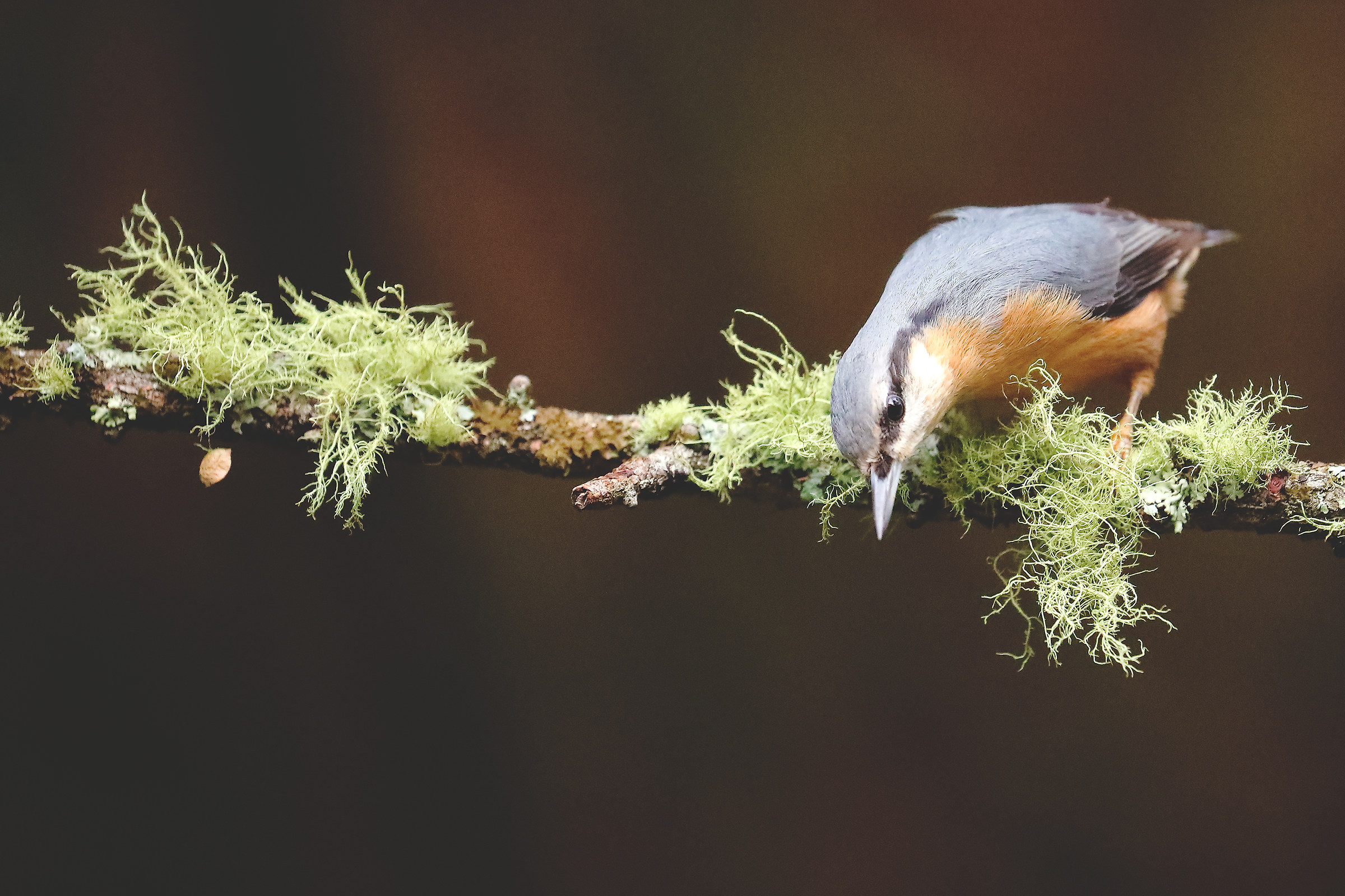 Nuthatch at The Shed